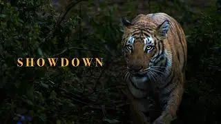 Wildlife Showdown: Tiger vs Deer, Who Will Prevail? |4K| #safari #jimcorbett #wildlife #jungle #hunt