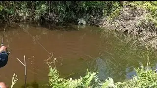 MANCING DI SUNGAI KALIMANTAN HASIL NYA SANGAT‼️MEMUKAU MAS BRO...