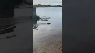 Next time, just run  😱🐊