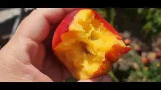 Нектартн Харко, радує завжди.