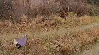 Vildsvin passerar vägen