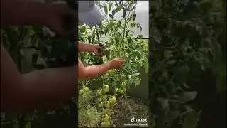 ФОРМИРОВАНИЕ СТВОЛОВ ТОМАТОВ ( СРЫВАНИЕ ПАСЫНКОВ)