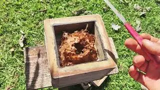 ANOTHER CAPTURE OF AN EYE-LICKER IN A BOX THAT WAS FROM JATAÍ | CRIANDOABELHAS!