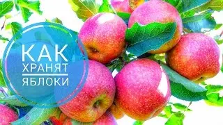 How to store apples? Safety deposit 150 tons of apples