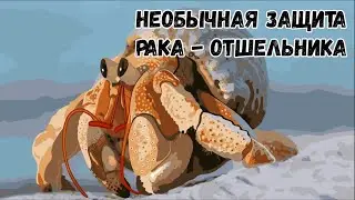 Для чего рак носит медузу на спине?