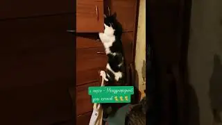 Самые прикольные котики. С праздником всех любителей котиков. 
