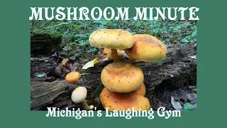 Gymnopilus - The Laughing Gym