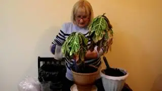 Уход за кротоном