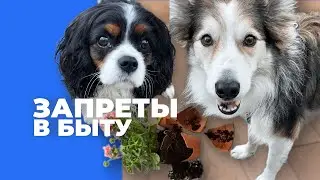 ОШИБКИ СОБАКОВОДОВ С ЗАПРЕТАМИ 🎙️ Научить собаку НЕ уничтожать дом, применение в быту и жизни 🐶