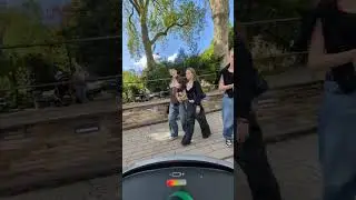 Гуси переходят зелёный свет, или прогулка по Дюссельдорфу #дюссельдорф #природавбольшомгороде