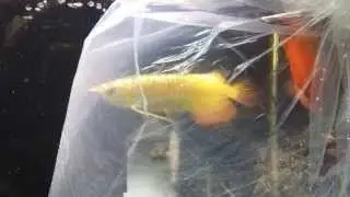 Aqualeader Goldbar (From Aro Kingdom)