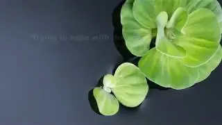 Richard Sanderson - She's A Lady (w/lyrics)