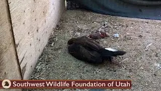 Eagle Arrived Unconscious