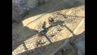 SRS KiLLzz - AMAZING TRICKSHOT WITH  FRIEND on yemen Black Ops 2