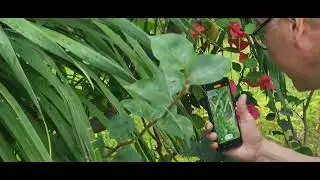 Яшерица Парк Дадунхай #shortvideo #shorts #топ #природа #video #живность #отдых #top #хайнянь