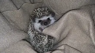 Baby Hedgehog Wakes Up From a Nap