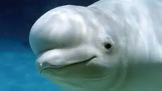 BELUGA SESİ