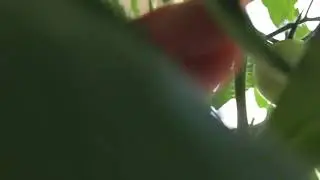 Помидоры поспели на балконе 🍅