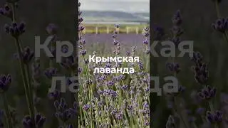 Букет крымской лаванды 2024 года (арт WB 39840763) #находкиwildberries #крымскаялаванда #лаванда