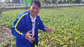 MONGO SA JEJU ISLAND #gardening #garden #agriculture