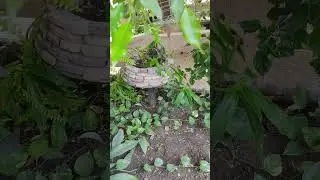 Зимний сад отеля Кубань
