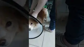лисенка выписали из стационара домой