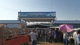 VODIYDAN SADO в прямом эфире!