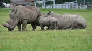 Knowsley safari park