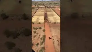 Outback to the Plate: A glimpse into 🇦🇺Australia's beef ranching 🐄 #australian  #ranchlife  #fs22