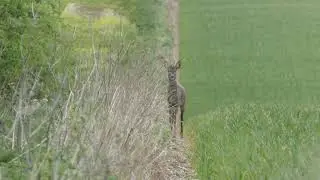 culling bucks