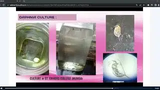 What are the crucial/key points Archita uses to differentiate Daphnia from Moina?