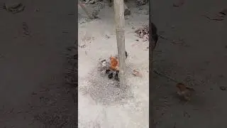 beautiful chicks 😍❤️#chiken #youtubeshorts #ruralbeauty #nature #love #bangladesh #chiks