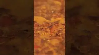 BARNA. ВЕНГЕРСКИЙ КОРИЧНЕВЫЙ СУП. ВЕНГЕРСКАЯ КУХНЯ. 