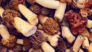 ПЕРВЫЕ ГРИБЫ. Народные приметы сбываются. Черёмуховые СМОРЧКИ.