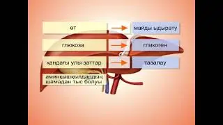 Бауыр туралы ақпарат