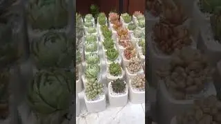 Adorable succulents snugly nestled in cube pots, adding a touch of green charm to any space 🌵💚