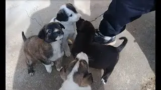 Injured Raven, Mother dog & Stray puppies eat raw fish head in winters | Mountain Village 