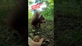 фрукти білкам не подобаються