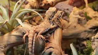 Pet Talk  - Bearded Dragon