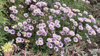 Native Pollinator Garden LA