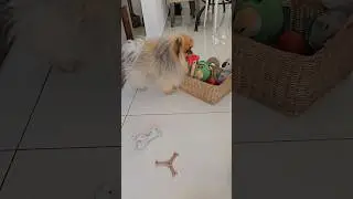 Lulu da Pomerania que guarda os próprios brinquedos! #pomeranian #spitzalemao #cachorro #dogtraining