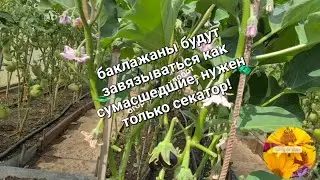 Баклажаны не растут что делать? Брать в руки секатор!