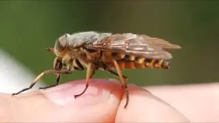 Ужасные существа, живущие внутри нас