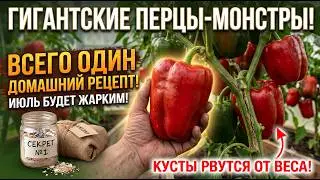 КРУПНЫЙ ТОЛСТОСТЕННЫЙ ПЕРЕЦ: Единственная подкормка в июле, кусты трещат под тяжестью урожая!