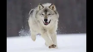 كلاب تشبه الذئاب بشكل لا يصدق ..لن تصدق انهم موجودن بالفعل !! ( سبحان الله)