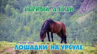 Летние приключения/ Горный Алтай/ Река Урсул