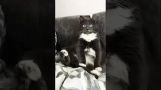 Funny cats 😂 episode 27 #shorts