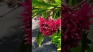Имбирь цветет