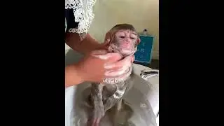 Little monkey gets a bath ❤️🥺
