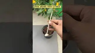 Grow Jasmine From Stem Cuttings 